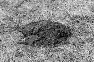 fotografie Aan thema vers koe mest leugens Aan mest dier boerderij foto