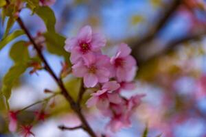 Kawazu kers bloesems in vol bloeien Bij de park dichtbij omhoog handheld foto