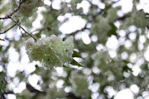 ukon kers bloemen zwaaiend in de wind bewolkt dag detailopname foto