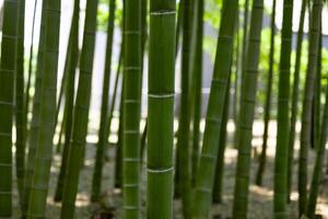 een groen bamboe Woud in voorjaar zonnig dag dichtbij schot foto