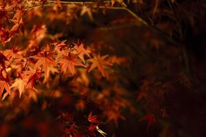 een verlichte rood bladeren Bij de traditioneel tuin Bij nacht in herfst dichtbij omhoog foto