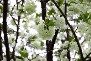 ukon kers bloemen zwaaiend in de wind bewolkt dag detailopname foto