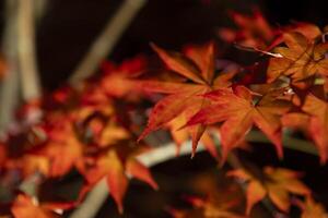 een verlichte rood bladeren Bij de traditioneel tuin Bij nacht in herfst dichtbij omhoog foto