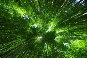 een groen bamboe Woud in voorjaar zonnig dag breed en top schot foto