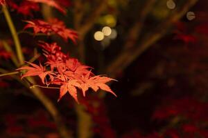 een verlichte rood bladeren Bij de traditioneel tuin Bij nacht in herfst dichtbij omhoog foto