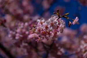 Kawazu kers bloesems achter blauw lucht zonnig dag dichtbij omhoog foto