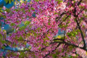 Kawazu kers bloesems swirly vervagen in voorjaar seizoen dichtbij omhoog foto