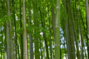 groen bamboe bladeren in Japans Woud in voorjaar zonnig dag foto