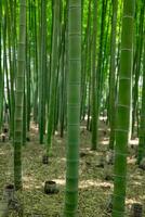 een groen bamboe Woud in voorjaar zonnig dag foto