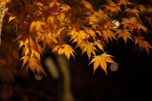 een verlichte rood bladeren Bij de traditioneel tuin Bij nacht in herfst dichtbij omhoog foto