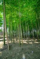 een groen bamboe Woud in voorjaar zonnig dag breed schot foto