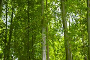 groen bamboe bladeren in Japans Woud in voorjaar zonnig dag foto