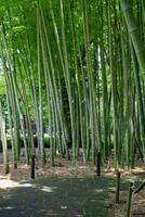 een groen bamboe Woud in voorjaar zonnig dag foto