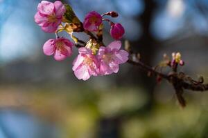 Kawazu kers bloesems achter blauw lucht zonnig dag dichtbij omhoog foto