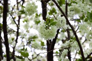 ukon kers bloemen zwaaiend in de wind bewolkt dag detailopname foto