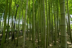 een groen bamboe Woud in voorjaar zonnig dag foto
