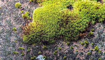 macro foto van mos Aan getextureerde asfalt