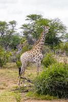 prachtige majestueuze giraffen zebra's kruger nationaal park safari zuid-afrika. foto