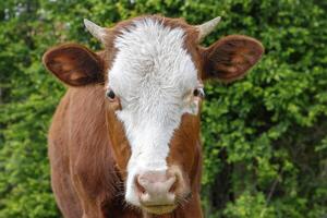 een jong bruin kalf, koe, op zoek Bij de camera foto