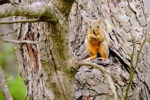 een vos eekhoorn in boom met een hapje naar eten foto