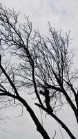 een professioneel boomverzorger bezuinigingen een boom Afdeling met een kettingzaag in winter. een Mens Aan verzekering met een helm, manchetten. verticaal foto