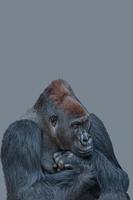 voorblad met een zeer krachtige maar rustige alfa mannelijke afrikaanse gorilla, denkend aan iets, verdrietig of depressief op grijze effen achtergrond met kopieerruimte. foto