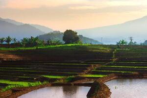 mooi ochtend- visie Indonesië panorama landschap rijstveld velden met schoonheid kleur en lucht natuurlijk licht foto