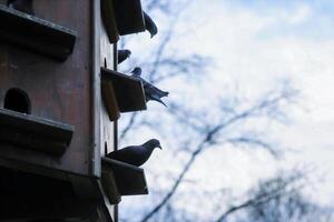 duiventil in de park van Würzburg, Beieren, duitsland. grijs duiven zijn zittend Aan de schappen van duif huis. voorjaar lucht Aan de achtergrond. kopiëren ruimte foto