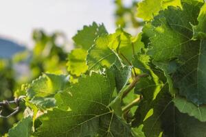 wijngaard in zomer. detailopname van groen druif bladeren in zonlicht. details van wijn druif bladeren Aan de blauw lucht achtergrond. druif boog. teelt van huis druiven. kopiëren ruimte. selectief focus foto