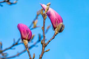 detailopname van roze Chinese of schotel magnolia bloem knoppen, magnolia soulangeana tegen de blauw lucht. magnolia takken. kopiëren ruimte. foto