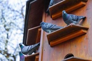 duiventil in de park van Würzburg, Beieren, duitsland. grijs duiven zijn zittend Aan de schappen van duif huis. voorjaar lucht Aan de achtergrond. kopiëren ruimte foto