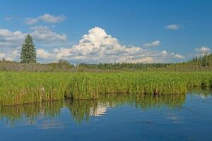 cumulonimbus wolk achter een wetland moeras foto