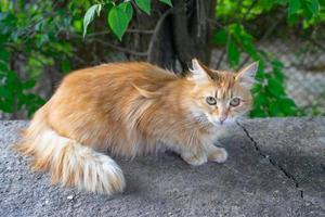 rode kat op de achtergrond van een natuurpark foto