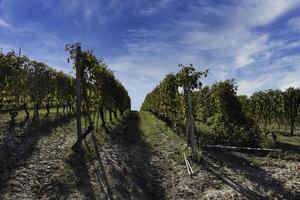 uitgestrekte wijngaarden in de piemontese langhe met de felle kleuren van de herfst, tijdens de oogst foto
