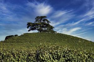 de majesteit van de ceder van Libanon in la morra, in de piemontese langhe op een warme herfstdag tijdens de druivenoogst foto