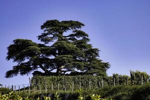 de majesteit van de ceder van Libanon in la morra, in de piemontese langhe op een warme herfstdag tijdens de druivenoogst foto