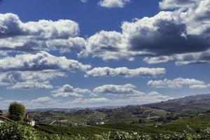 landschappen van de piemontese langhe, de kleuren van de wijngaarden in de herfst, tijdens de druivenoogst foto
