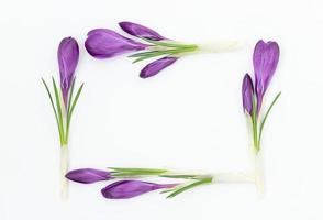 paarse krokus bloemen ingelijst op een lichte achtergrond