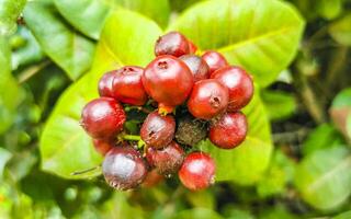rood fruit bessen Aan tropisch struik fabriek boom Mexico. foto