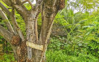 groot tropisch boom fabriek in puerto escondido Mexico. foto