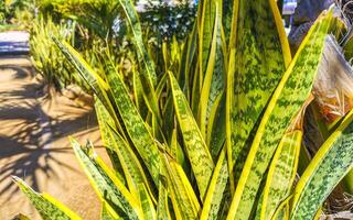 tropisch exotisch groen sier- fabriek bloem in Mexico. foto