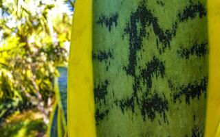 tropisch exotisch groen sier- fabriek bloem in Mexico. foto