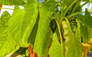 tropisch exotisch groen sier- fabriek bloem in Mexico. foto