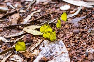 tropisch geel vlinders insect Aan grond Chiang mai Thailand. foto