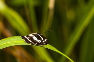 tropisch bruin oranje blauw vlinders vlinder insect Chiang mai Thailand. foto