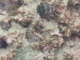 lang ruggegraat zee egel egels koralen rotsen Doorzichtig water Mexico foto