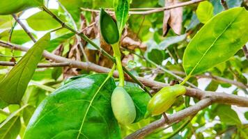 tropisch groen jackfruit groei, landbouw concept foto