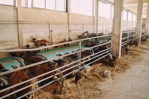 gehoornd geiten kauwen hooi terwijl staand in een paddock Aan een boerderij foto