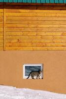 gestreept kat wandelingen langs de vensterbank van de kelder venster van een houten huisje foto