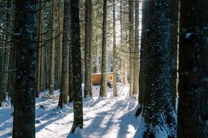 houten boswachter hut in een zonnig besneeuwd Woud foto